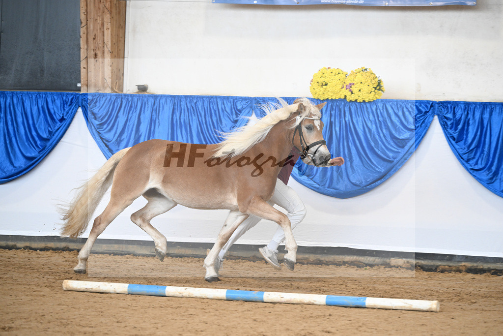 Bl. Band Kat-Nr. 2 Sura v. Neustart_Haflingerhof Noack_48251288 | hf-fotografie - Realisiert mit Pictrs.com