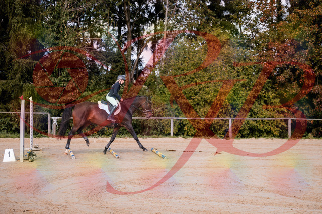 2026_10_03_Siefer-Hof_143955_Z81_10313108 | Professionelle Reitsport-, Turnier- und Eventfotografie von Robert Broda. Galerien mit ausgewählten und bearbeiteten Bildern direkt online ansehen und bestellen.