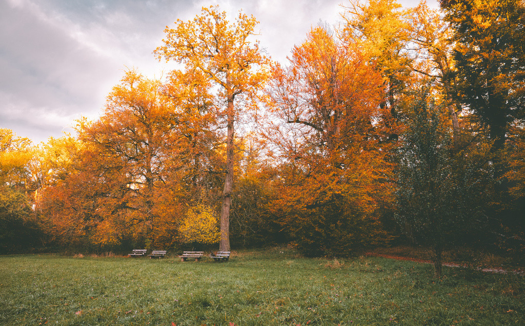 Herbstliche Waldlandschaft im Rotwildpark im warmen Licht des Sonnenaufgangs,Schloss Solitude,Stuttgart | Das Bild zeigt eine herbstliche Parklandschaft mit gelb und orange gefärbten Bäumen und einigen Bänken auf einer Wiese.Ort: Aufnahme im Rotwildpark bei Schloss Solitude nahe Stuttgart.Stimmung: Ruhige, herbstliche Atmosphäre mit gold-gelbem Laub und bewölktem Himmel.Elemente: Eine Reihe von Holzbänken am Rand einer Rasenfläche vor hohen Laubbäumen - Realisiert mit Pictrs.com