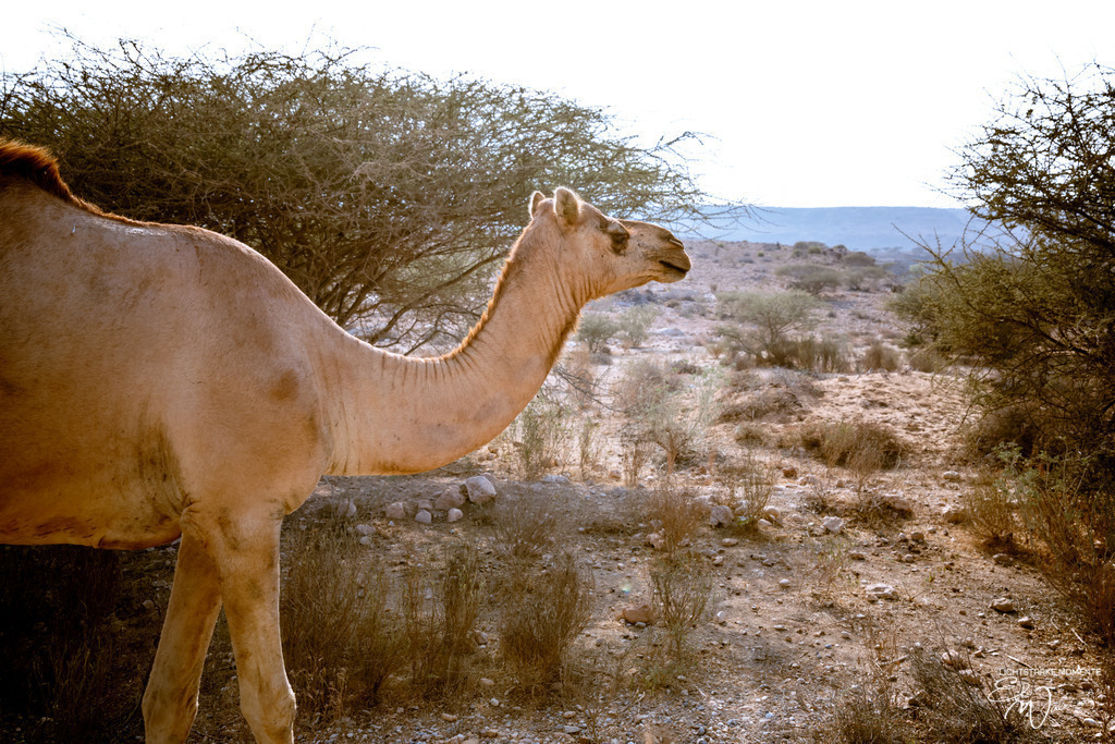 irgendwo zwischen Quriyat und Sur | Herzlich willkommen auf meiner Seite! Ich bin Elke Wallnisch, Deine Fotografin für lichtstarke Momente. Der Name steht für alles, was mich mit der Fotografie verbindet: Das Licht und seine machtvolle Wirkung auf eine Situation oder unsere Stimmung - Realisiert mit Pictrs.com
