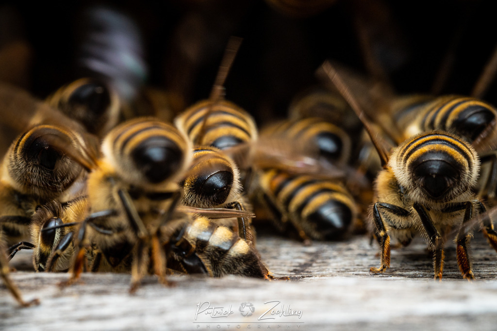 Workingbees-Zöchling (12) | Patrick Zöchling - Realisiert mit Pictrs.com