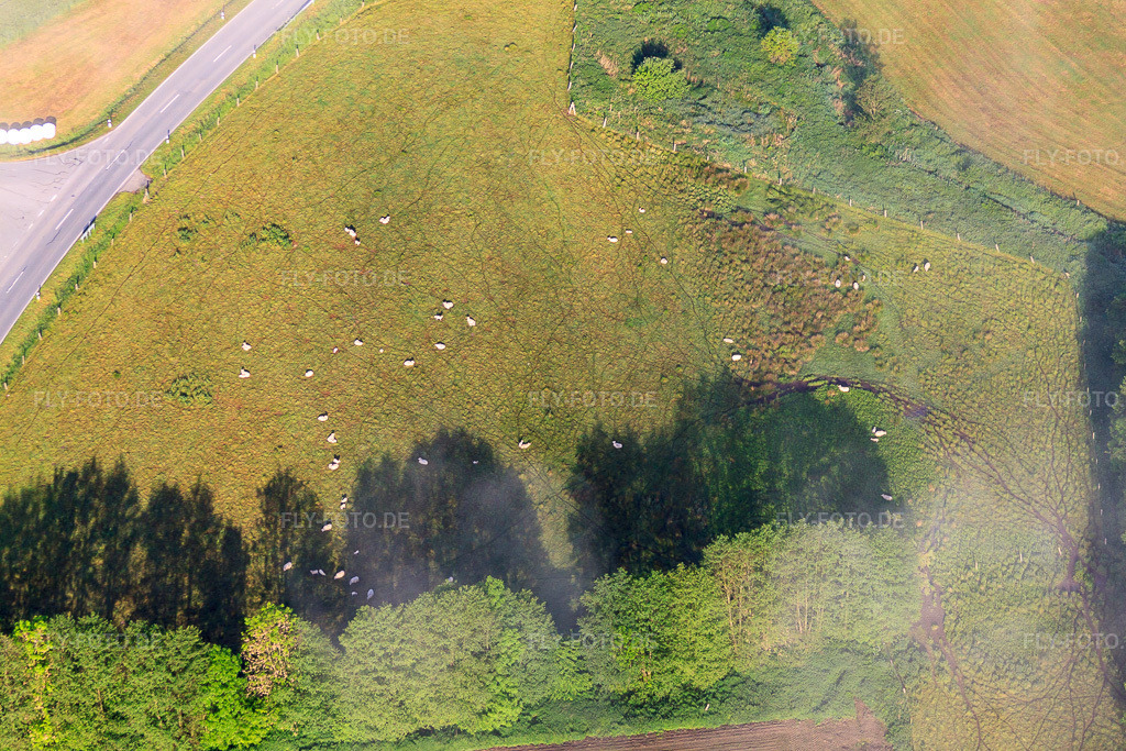 Luftbild: Schafeherde auf einer Wiese im Ortsteil Fürstenau in Höxter im Bundesland Nordrhein-Westfalen in Deutschland.Foto: IMG_65155.jpg vom 24.05.2014 durch Werner Riehm/FLY-FOTO.deAuflösung des Originals: 4752 x 3168 px