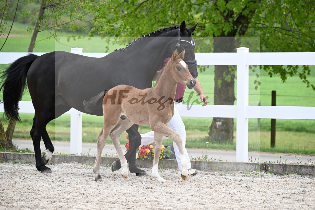 Kat-Nr. 14 HF Erste Sahne x De Niro_Gaab_23260531 | hf-fotografie - Realisiert mit Pictrs.com