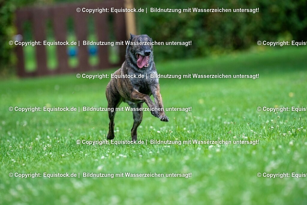 20210728_Schutzhund-in-Bewegung_0003 | Foto: Thomas Hartig