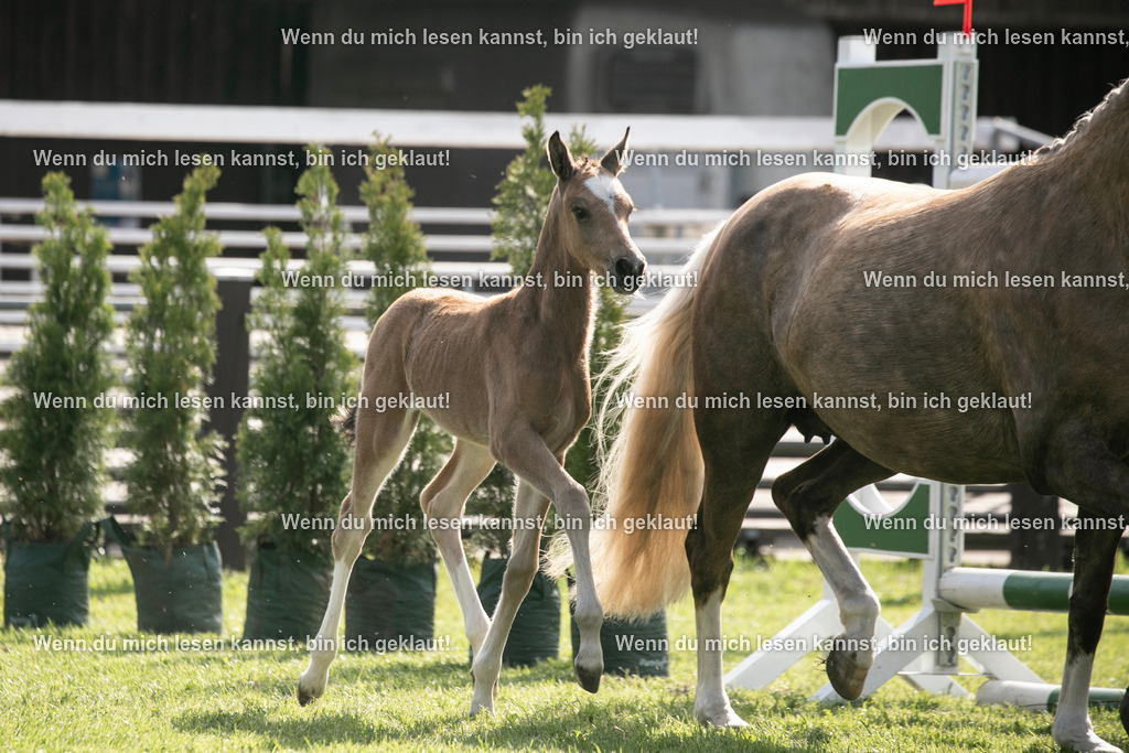 598A6964 | photographylinaismer - Realisiert mit Pictrs.com