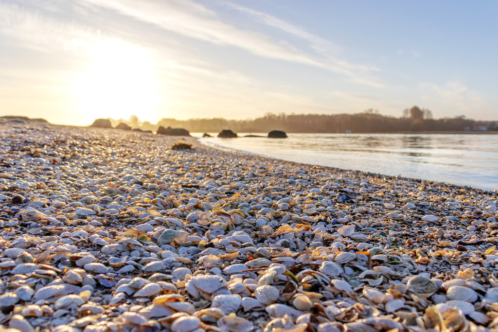 Wandbild: Muscheln am Schleistrand im Morgenrot | Dieses Wandbild im Querformat zeigt Muscheln am Schleistrand Schneiderhaken im Licht der aufgehenden Sonne. Im Vordergrund ist der mit Muscheln bedeckte Schleistrand zu sehen. Die tiefstehende Sonne leuchtet über den Schleistrand. Die Schlei befindet sich auf der rechten Seite. Auf der Schlei ist eine leichte Spiegelung der Bäume auf der anderen Uferseite zu sehen.  - Realisiert mit Pictrs.com
