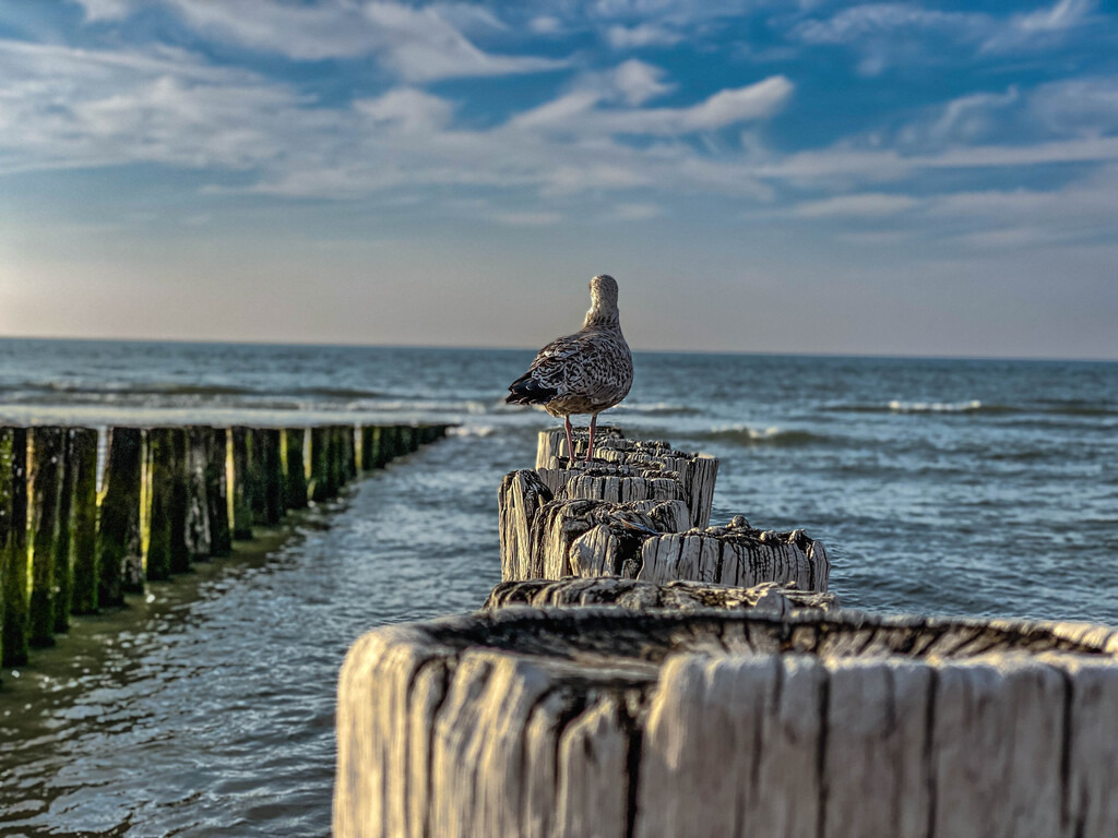 Nordsee (9) | hgt-foto