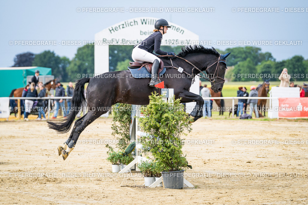 DSC03761 | Pferdegrafie