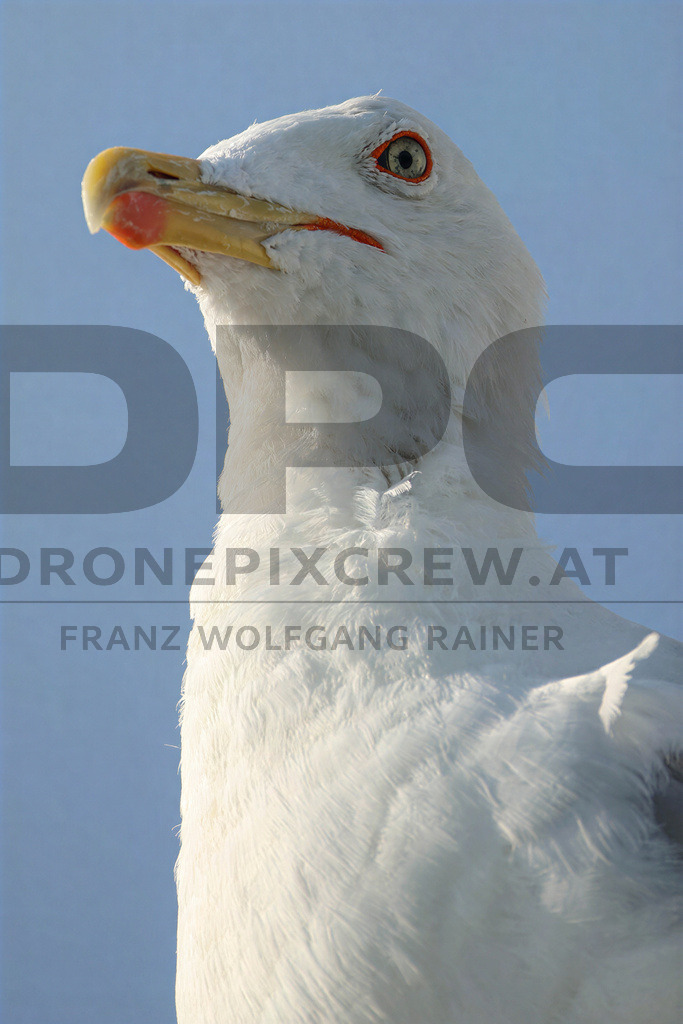 Yellow-legged Gull (Larus michahellis) | Yellow-legged Gull (Larus michahellis), a large gull species commonly found along Mediterranean coasts, rocky shorelines, harbours and coastal areas. - Realisiert mit Pictrs.com