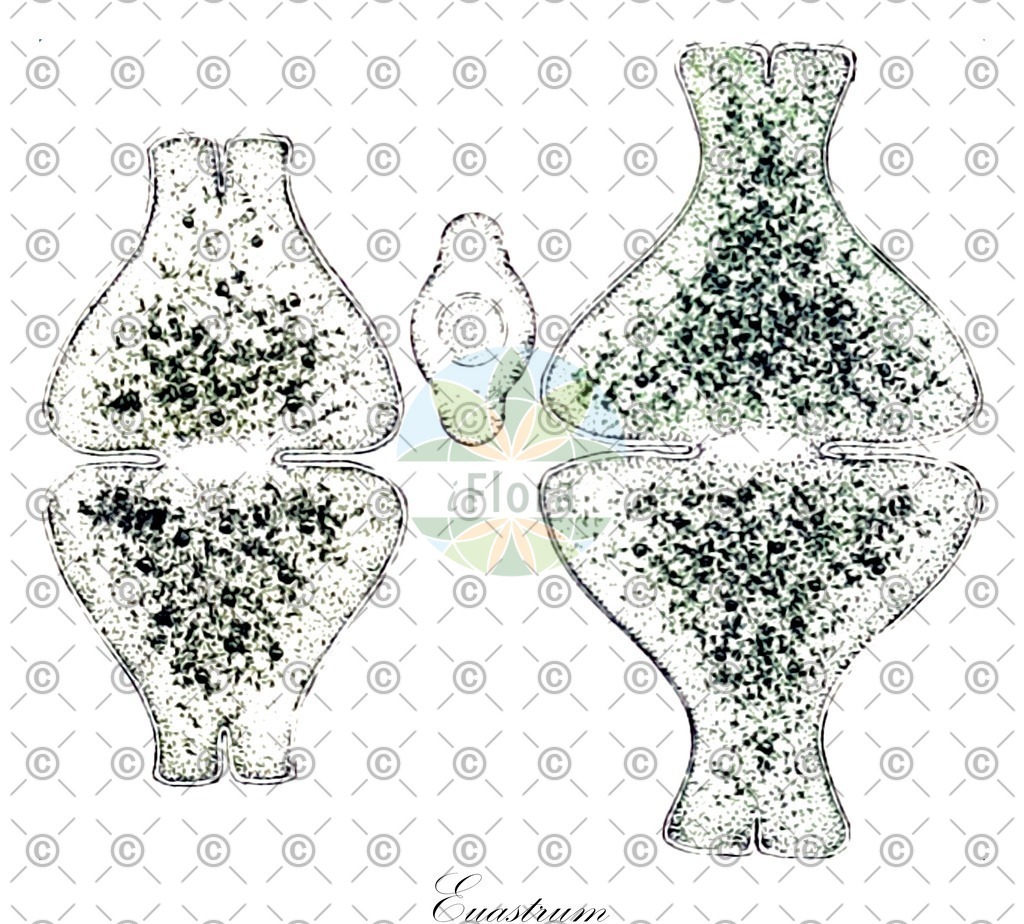 HistAbb_62RKP_5_ENZY_Simple | Historische Abbildung von Euastrum - Desmidiaceae (0) | Historical Illustration of Euastrum - Desmidiaceae (0)