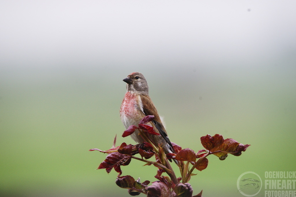 _DSC6691 | Björn Thiemann; Ogenblick.de; Fotografie; Photograph; Landscape, Pellworm, Schleswig-Holstein; Inselfotograf; Inselfotografien; Wattenmeer; National-Park; Naturschutzgebiet; Leuchtturm; Lighthouse; Leinwandbilder; Kalender; Pellworm Kalender;  - Realisiert mit Pictrs.com