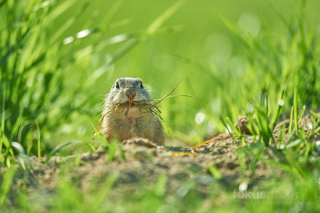 Ziesel | Ein Ziesel beim Nestbau. - Realisiert mit Pictrs.com