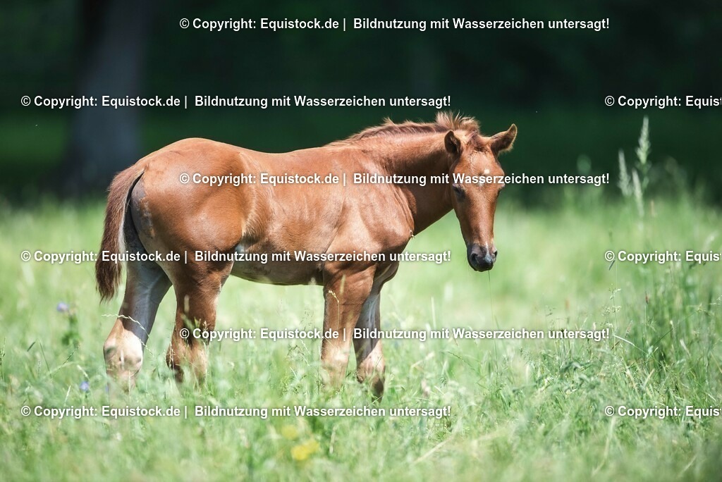 20210617_Fohlen_0400 | Foto: Thomas Hartig