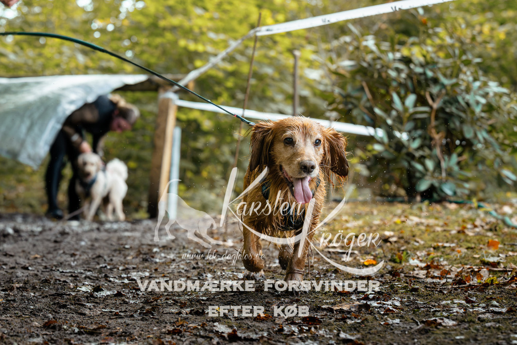 1419DZ6_1603Z6 | kk-dogfotos