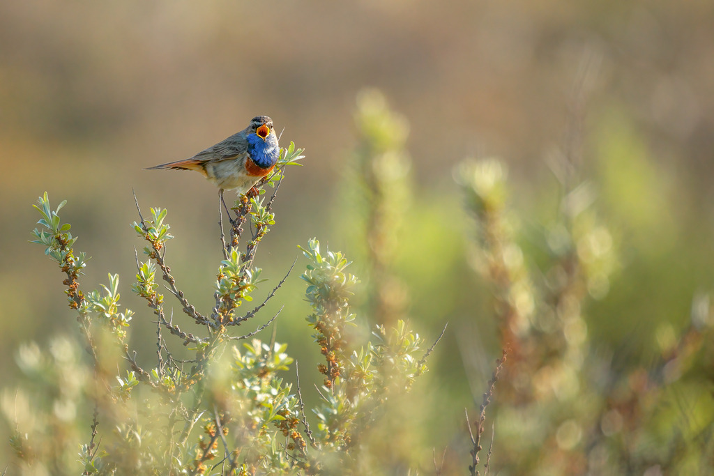 Wandbild -  Gesang in der Morgensonne: Ein Blaukehlchen in seinem natürlichen Lebensraum | Das Bild zeigt einen Blaukehlchen (Luscinia svecica), der stolz auf einem blühenden Strauch sitzt. Der Vogel hat sein markantes blaues Gefieder am Hals und Brustbereich aufgeplustert und singt sein Lied in die ruhige Morgenluft. Die sanften Grüntöne und die verschwommene Hintergrundlandschaft erzeugen eine friedliche und idyllische Atmosphäre. Das goldene Licht der aufgehenden Sonne taucht die Szene in einen warmen Glanz, der die Farben des Vogels und der Vegetation noch lebendiger erscheinen lässt. Dieses Bild fängt den Moment der Ruhe und Schönheit der Natur ein, während das Blaukehlchenl seine Melodie in den frühen Morgenstunden erklingen lässt.