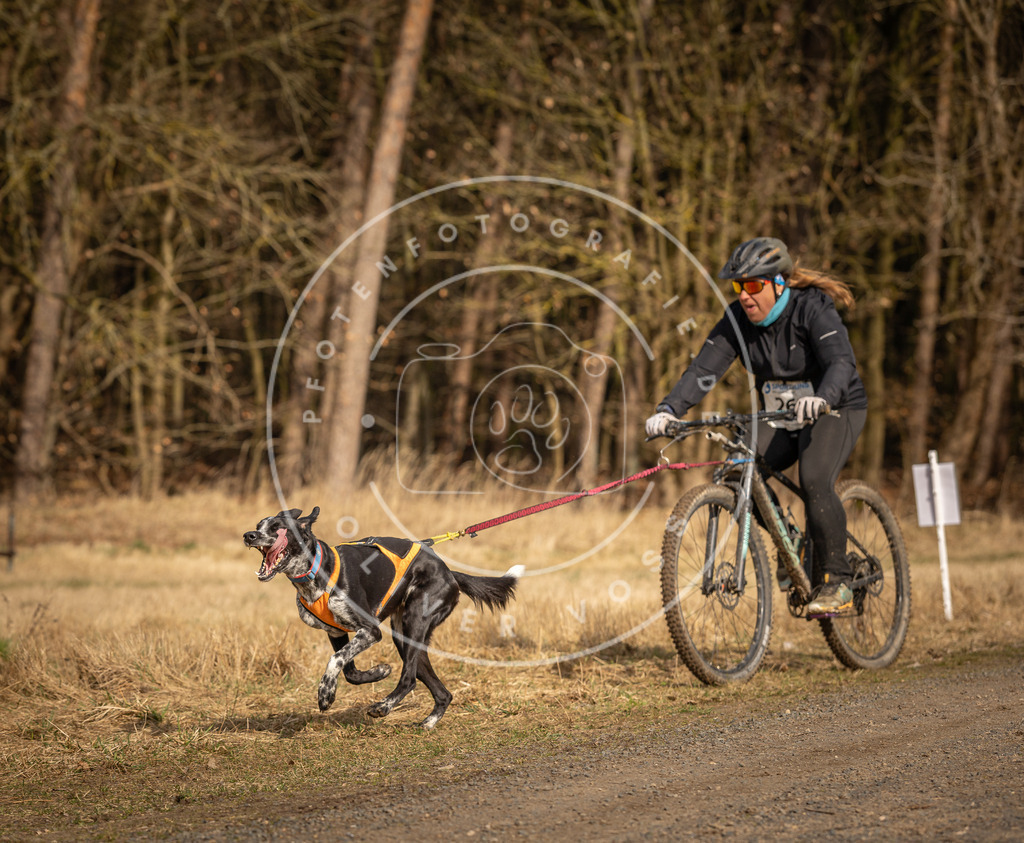 DV3A4311 | Hundefotografie, Tierfotograf, Pfotenfotografie, Fotoshooting Hund, Hunde Portrait, Hundesport, Hundeportraits, Heideshooting, Hunde, Sportfotograf, Hundefotograf, Turnierhundsport, THS,  - Realisiert mit Pictrs.com