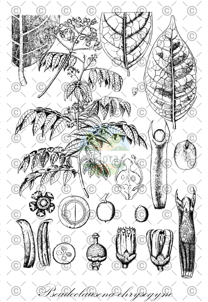 HistAbb_wfo-0001341908_1_ENZY_Simple | Historische Abbildung von Pseudoclausena chrysogyne - Meliaceae | Historical Illustration of Pseudoclausena chrysogyne - Meliaceae
