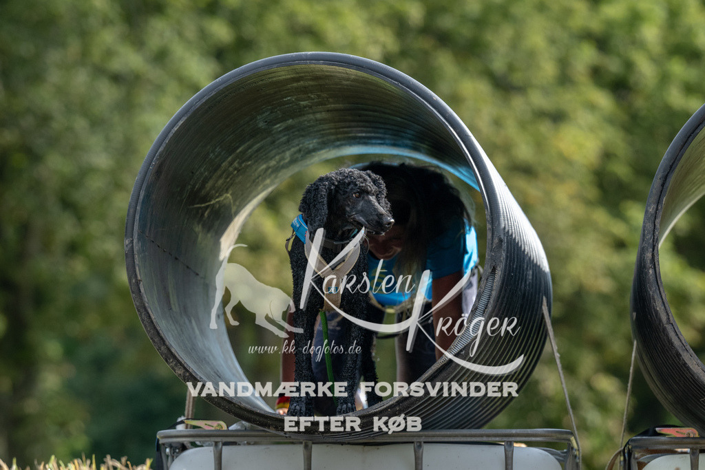 0944_ZZ90975 | kk-dogfotos