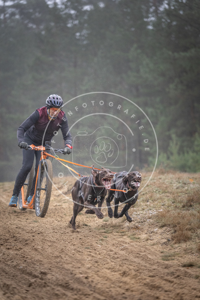 Pfotenfotografie_DV3A0757 | Hundefotografie, Tierfotograf, Pfotenfotografie, Fotoshooting Hund, Hunde Portrait, Hundesport, Hundeportraits, Heideshooting, Hunde, Sportfotograf, Hundefotograf, Turnierhundsport, THS,  - Realisiert mit Pictrs.com