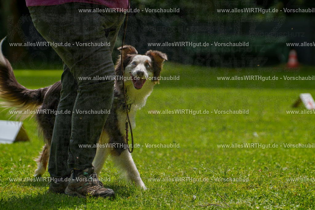 @allesWIRTHgut_Tierfotografie - www.allesWIRTHgut.de - 7R504894 | Professionelle Tierfotografie in Mönchengladbach von Daniel Wirth (allesWIRTHgut). Liebevolle & natürliche Bilder von Hunden & Katzen für unvergessliche Erinnerungen.