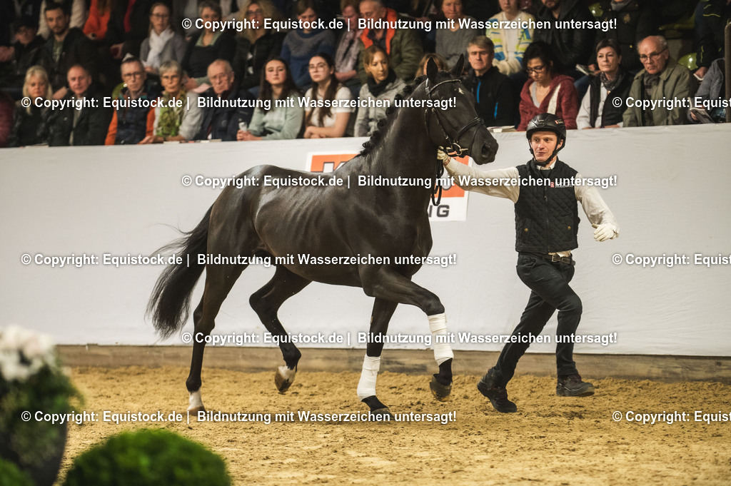 20240302_Hengstvorstellung_Marbach_TOMsPiC_1280 | equistock