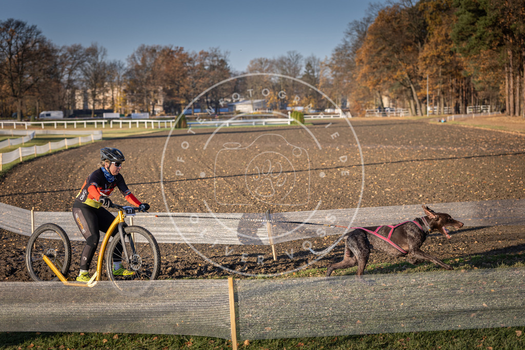 CaniXpix_DV3A1445 | Hundefotografie, Tierfotograf, Pfotenfotografie, Fotoshooting Hund, Hunde Portrait, Hundesport, Hundeportraits, Heideshooting, Hunde, Sportfotograf, Hundefotograf, Turnierhundsport, THS,  - Realisiert mit Pictrs.com