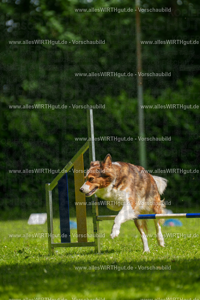 @allesWIRTHgut_Tierfotografie - www.allesWIRTHgut.de - 100534-7R508027 | Professionelle Tierfotografie in Mönchengladbach von Daniel Wirth (allesWIRTHgut). Liebevolle & natürliche Bilder von Hunden & Katzen für unvergessliche Erinnerungen.