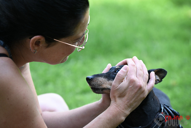 Ausstellung des Pinscher Schnauzer-Klub | Ausstellung des Pinscher-Schnauzer-Klub, OG München in Gröbenzell 30.07.2023 Foto: Leo Wyden
