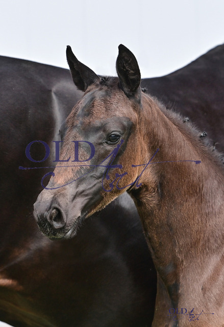 83 Florine DE433330283823 Florida TN - Rosario - Smetana_1 | <meta name="description" content="★Offizieller Merchandise und Foto-/Videostore des Oldenburger Verbandes.★ ✅Jetzt auch digital Ausdrucke erhältlich." />
<meta name="keywords" content="Merchandise Foto-/Videostore Oldenburger Verband Photographie 