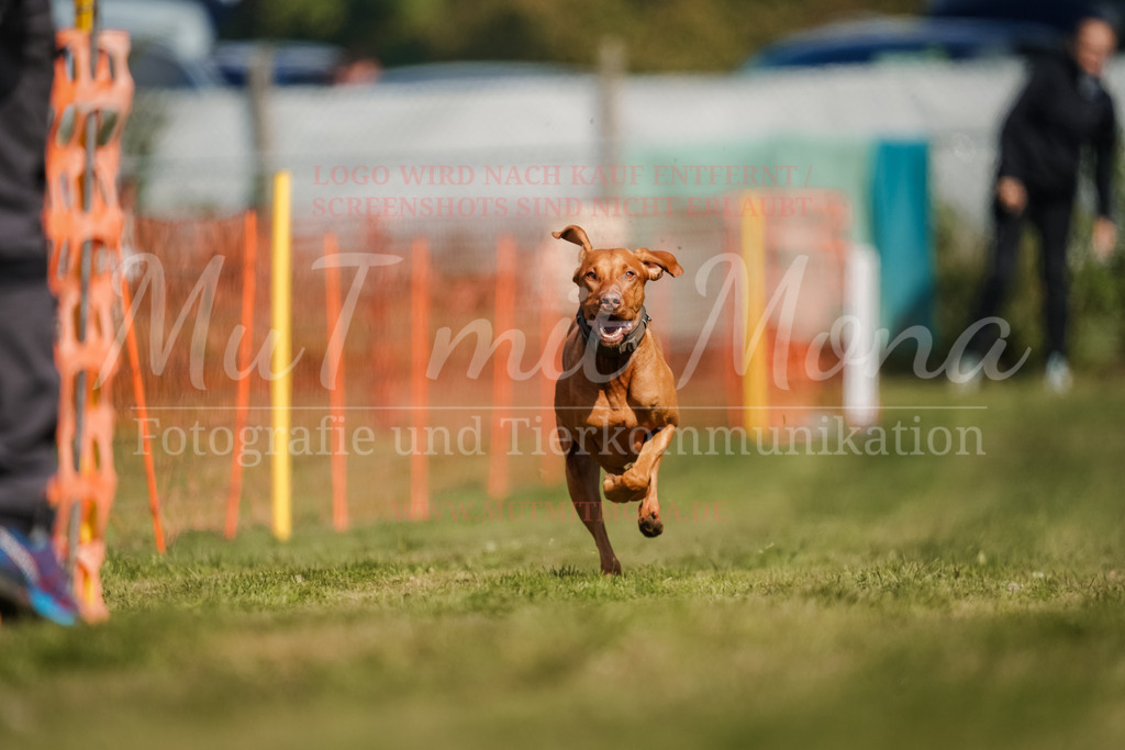 20250928_Hunderennen-524 | MuT (Mensch und Tier) mit Mona - Fotografie und Tierkommunikation - Realisiert mit Pictrs.com
