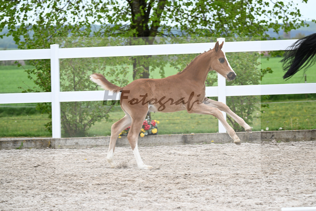 Kat-Nr. 50 HF Erste Sahne x Grey Flanell_Geng_23260094 | hf-fotografie - Realisiert mit Pictrs.com