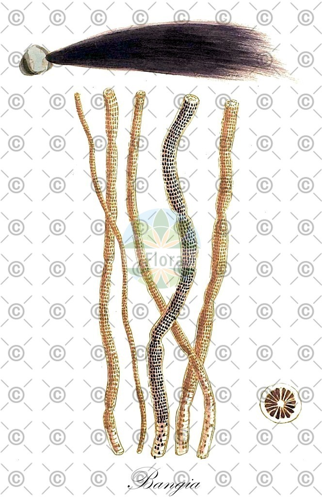 HistAbb_wfo-0000559482_1_ENZY_Simple | Historische Abbildung von Bangia - Bangiaceae (0) | Historical Illustration of Bangia - Bangiaceae (0)