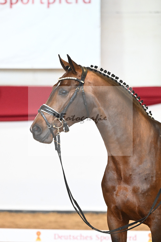 Kat-Nr. 57 Valverde x Diamond Hit_Blessing_43231027 | hf-fotografie - Realisiert mit Pictrs.com