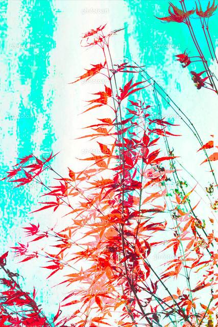 _DSC7965-LR-Bearbeitet-DOPPELT-Dividieren-2-LR-korr | Creative photoart by Gerd Herm. - Realisiert mit Pictrs.com