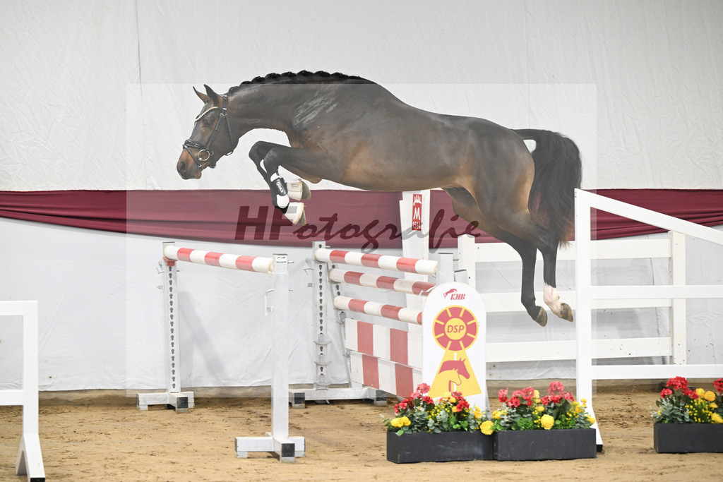 Kat-Nr. 1 Jasper x Diarado_ZG Stabhalterhof GbR _47250016 | hf-fotografie - Realisiert mit Pictrs.com