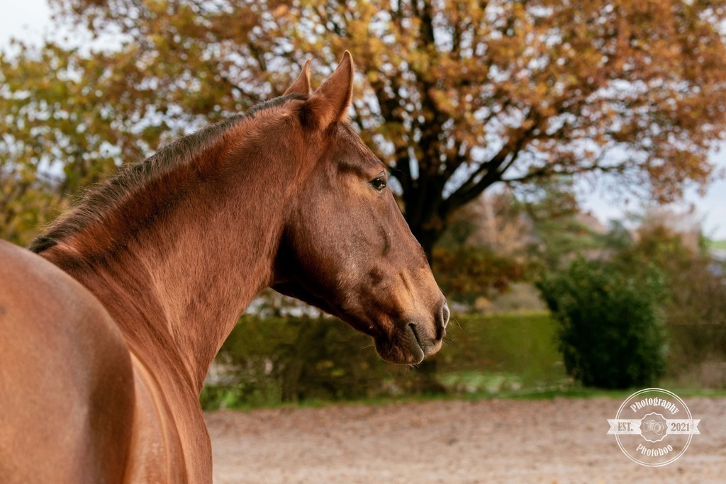 Lieblingsbilder_Photoboo_73 | Pferde- und Hundefotografie in Köln und Umgebung von Vanessza Csuka - Realisiert mit Pictrs.com