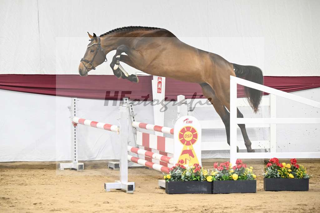 Kat-Nr. 8 Verdi x Sterntaenzer_ZG Sautter_47250140 | hf-fotografie - Realisiert mit Pictrs.com