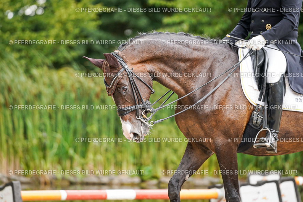 DSC06988 | Pferdegrafie