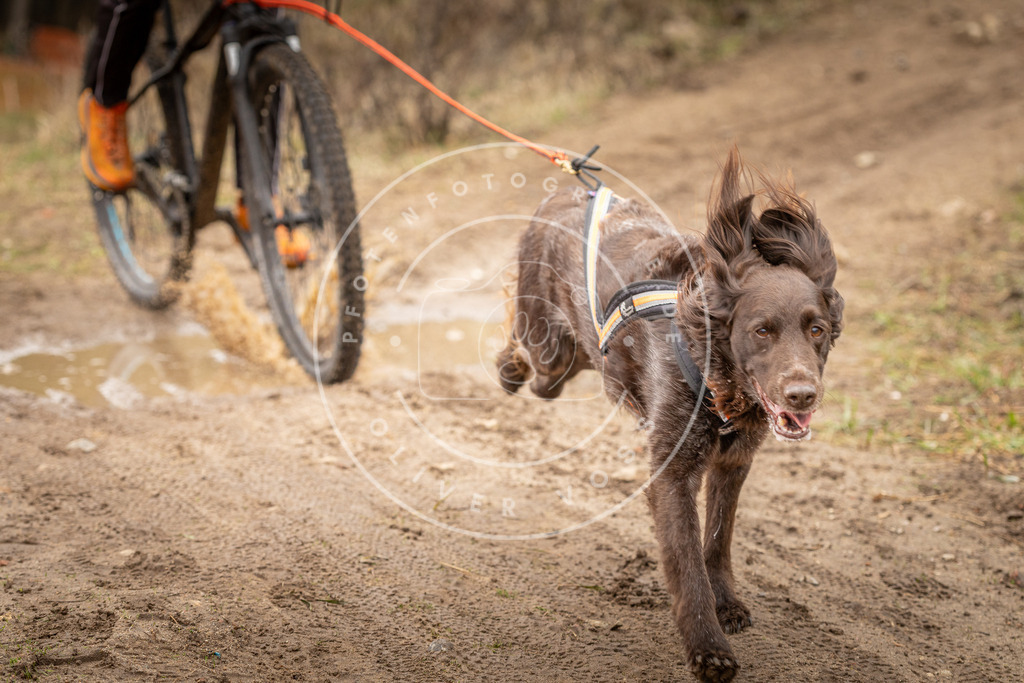 DV3A0946 | Hundefotografie, Tierfotograf, Pfotenfotografie, Fotoshooting Hund, Hunde Portrait, Hundesport, Hundeportraits, Heideshooting, Hunde, Sportfotograf, Hundefotograf, Turnierhundsport, THS,  - Realisiert mit Pictrs.com