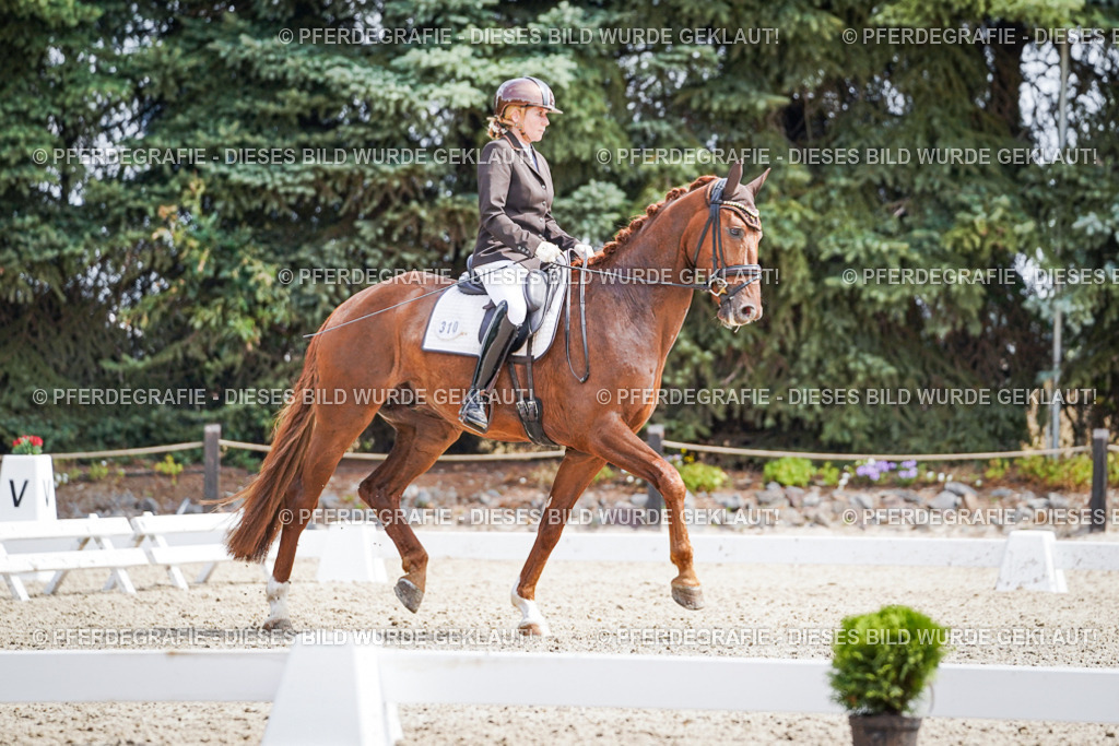 DSC09914 | Pferdegrafie