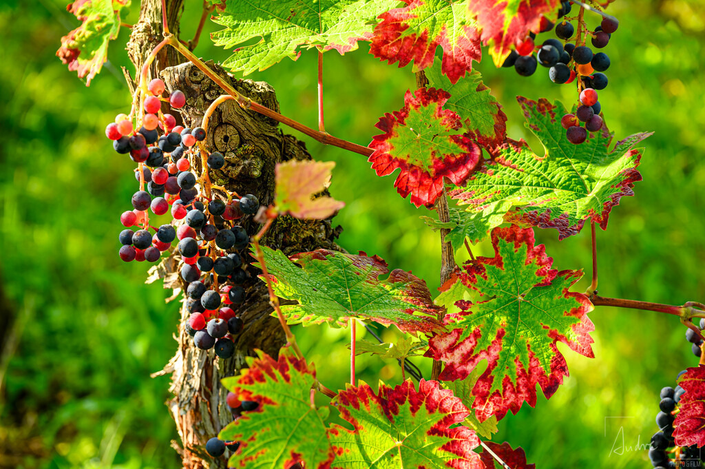Rote Trauben im Spätsommer  | Dornfelder