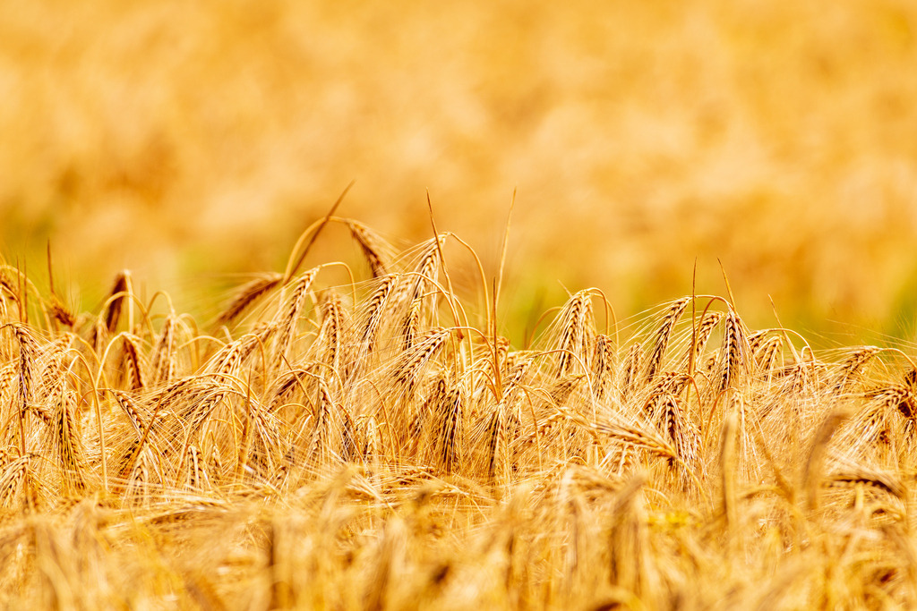 2022_06_30_KORNFELD_MCP0219 | Hochwertig gedruckte Fotografien für die Wand, als Kalender und zum Verschenken. Hamburg & Norddeutschland und überall wo ich mit der Kamera unterwegs war.