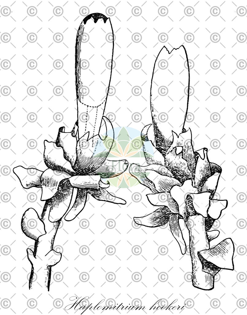 HistAbb_wfo-4000016879_1_ENZY_Simple | Historische Abbildung von Haplomitrium hookeri - Haplomitriaceae | Historical Illustration of Haplomitrium hookeri - Haplomitriaceae