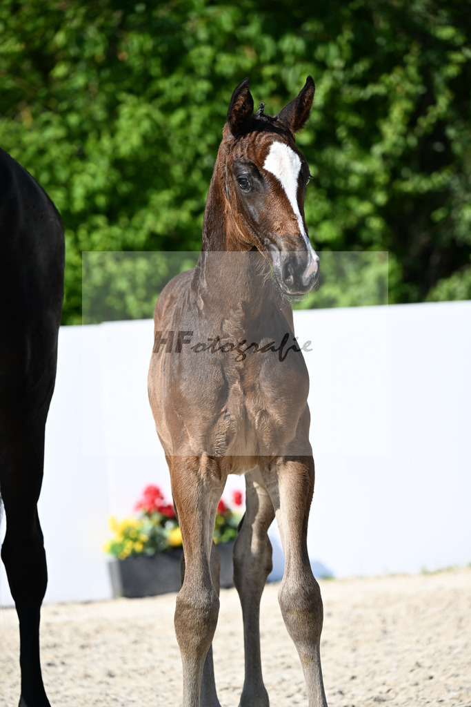 Conthargos x Forsyth_HF_Rowold_13251897 | hf-fotografie - Realizzato con Pictrs.com