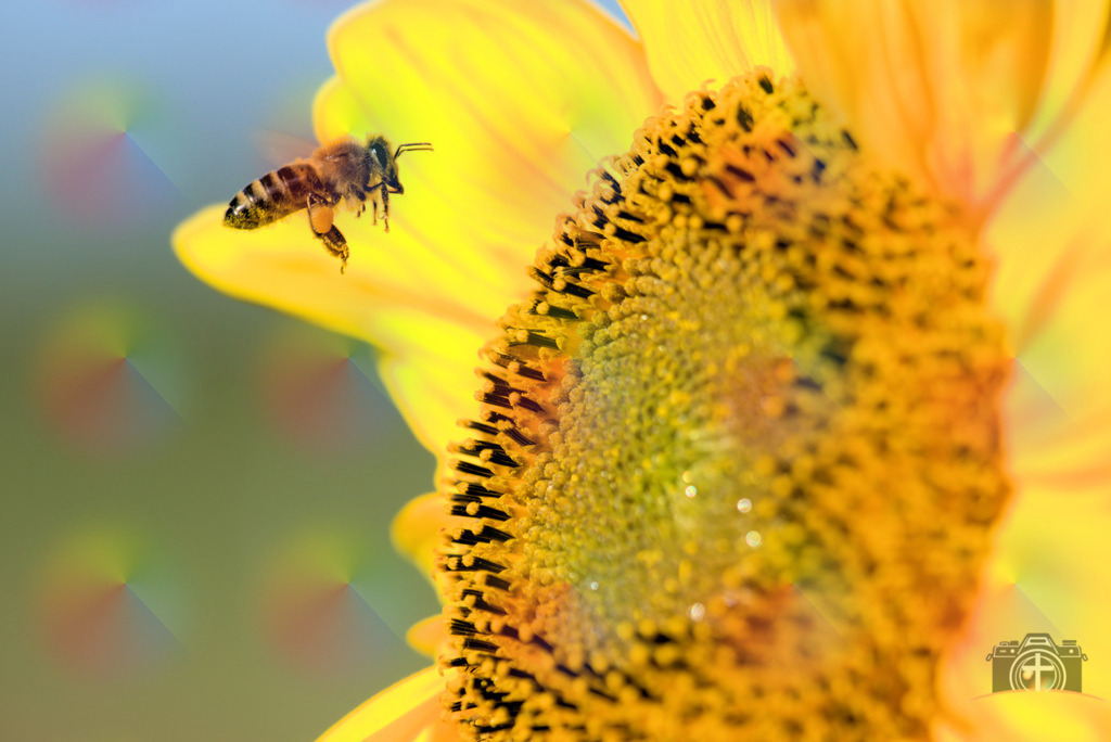 I-Biene-0005 | Entdecken Sie eine vielfältige Auswahl individueller Fotos zum Kauf auf picturalux.de. Finden Sie hochwertige Bilder für Ihre Projekte, die Ihre Botschaft perfekt unterstreichen. Stöbern Sie jetzt und verleihen Sie Ihren Inhalten das gewisse Etwas! - Realisiert mit Pictrs.com