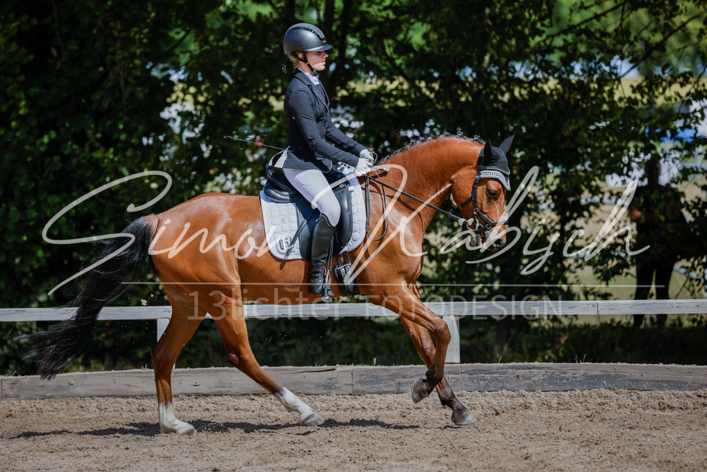20250906-_3LI5215 | Tierfotografie Pferde, Hunde, Katzen, Haustiere.
Turnierfotografie Reitturniere, Reiten, Springreiten, Dressur in Hanau, dem Main-Kinzig-Kreis und dem Rhein-Main- Gebiet um Frankfurt