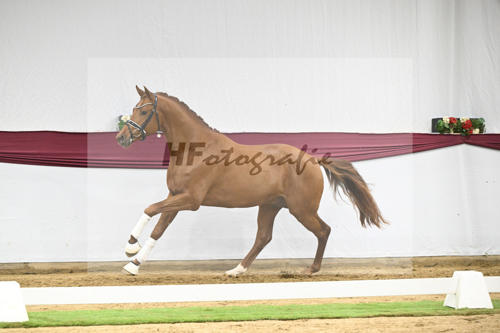 Kat-Nr. 134 Vitalis x Millennium_PBM Pfefferle GmbH_47254540 | hf-fotografie - Realisiert mit Pictrs.com