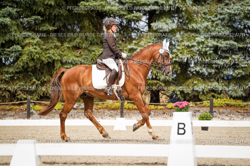 DSC06089 | Pferdegrafie