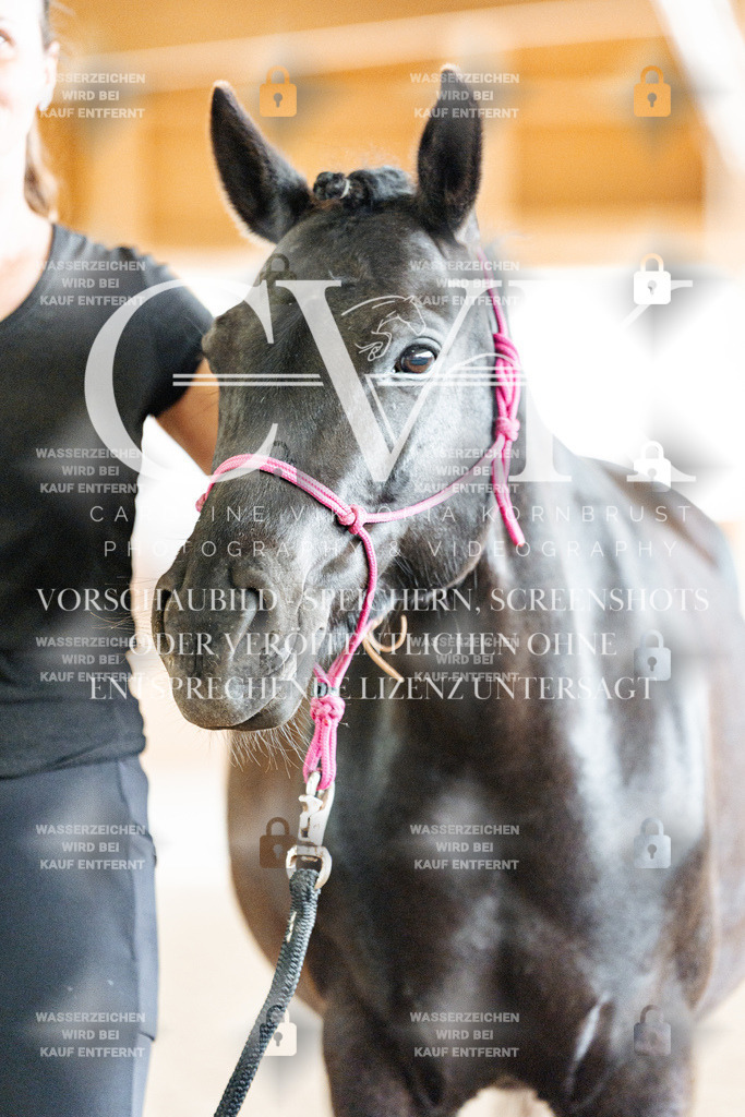 CK908374 | Turnierfotografie Pferdefotografie Trier Rheinland-Pfalz Pferdesport Reitsport Tierfotografie Sportfotografie Pferdevideo Pferdevideografie Equestrianvideography equestrianphotography  - Realisiert mit Pictrs.com