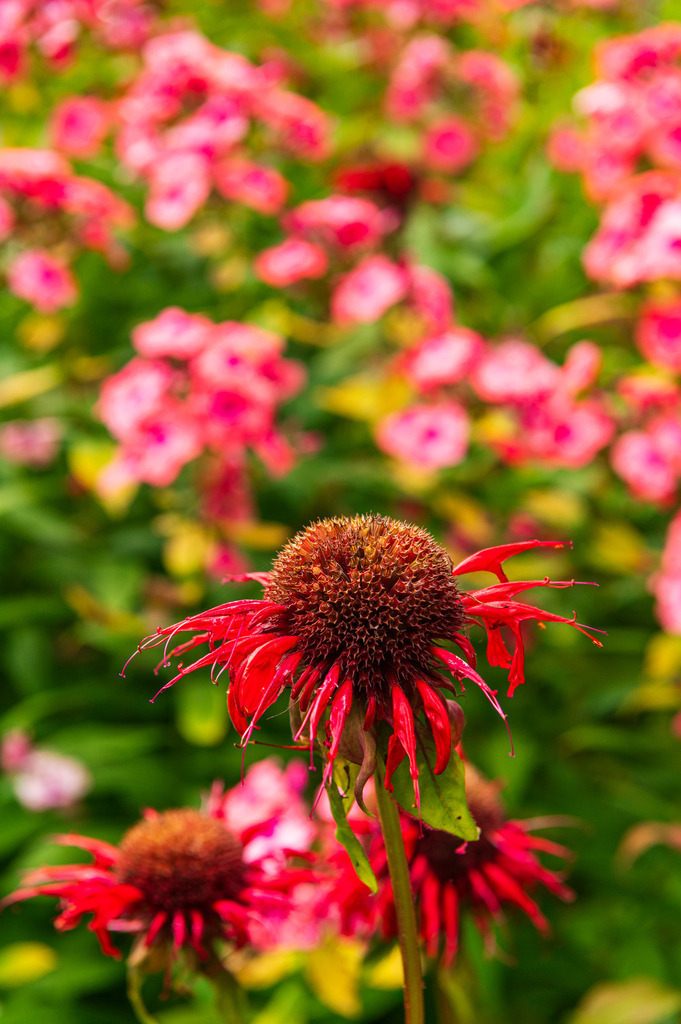 2023_08_13_HH-BOTANISCHER-GARTEN_MCP1487 | Hochwertig gedruckte Fotografien für die Wand, als Kalender und zum Verschenken. Hamburg & Norddeutschland und überall wo ich mit der Kamera unterwegs war.
